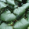 Tilia platyphyllos feuille